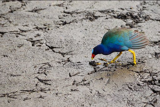 robalvo's tweet photo. In the 1950's the US created rice fields that served as habitat for Purple Gallinules. #BeingaBirdinNorthAmerica https://t.co/q3UZROS9gU https://t.co/gvbNSo5ZMy