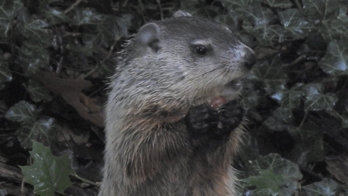 Seri On Twitter You Guys The Baby Groundhog Is Back In My Backyard And He Has The Best Reaction Shots What On Earth Is This Adorable Face Https T Co Kceafsfyc1