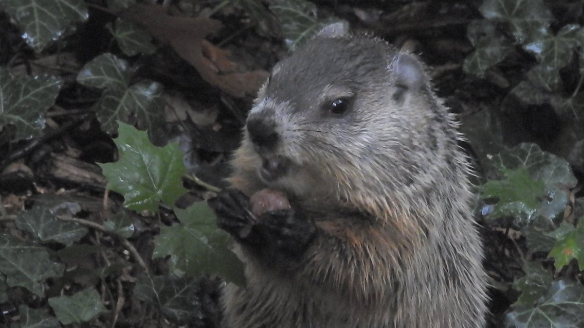 Seri On Twitter You Guys The Baby Groundhog Is Back In My