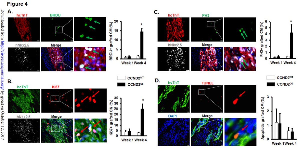 PCTC_NHLBI's tweet photo. CCND2 Enhances the Regenerative Potency of hiPSC-Derived Cardiomyocytes: Remuscularization of Injured Ventricle
https://t.co/BJSyJjfGAB https://t.co/7ENDEUzLEG