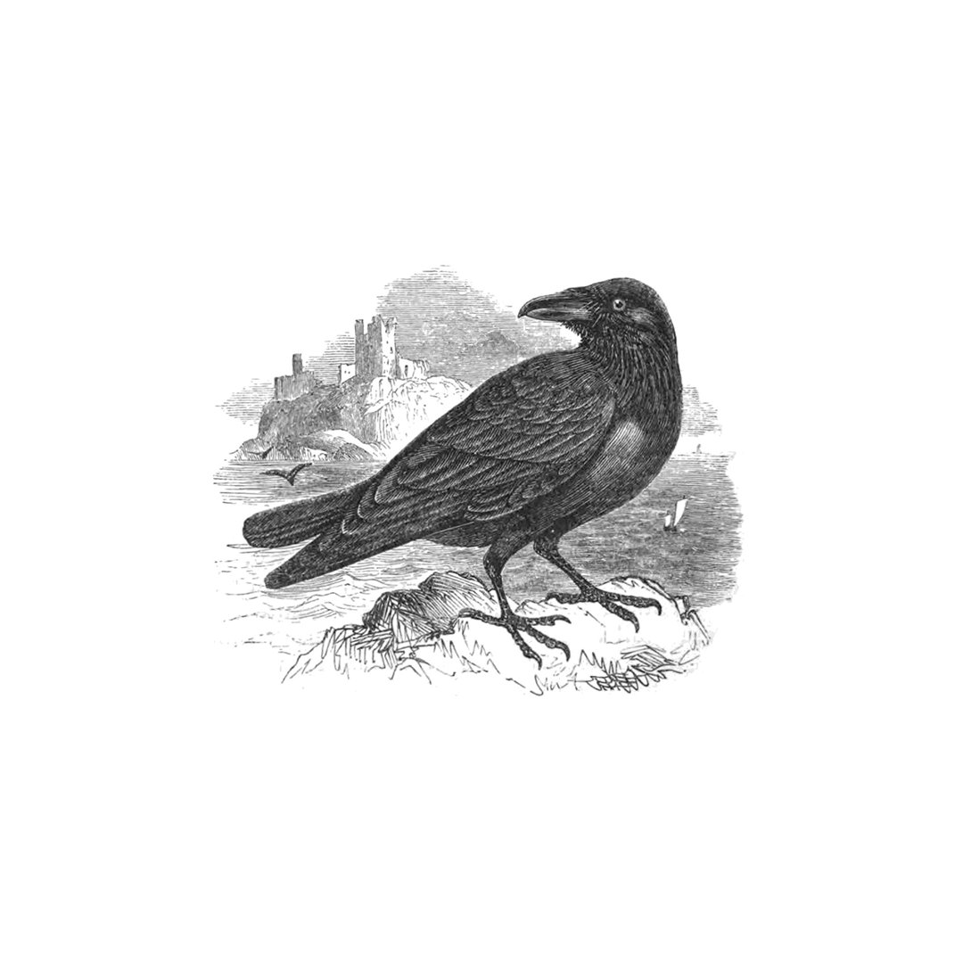 Crows have been used to symbolize mystery and the unknown throughout history. Just another reason we love them! 🖤
#crows #inspiration