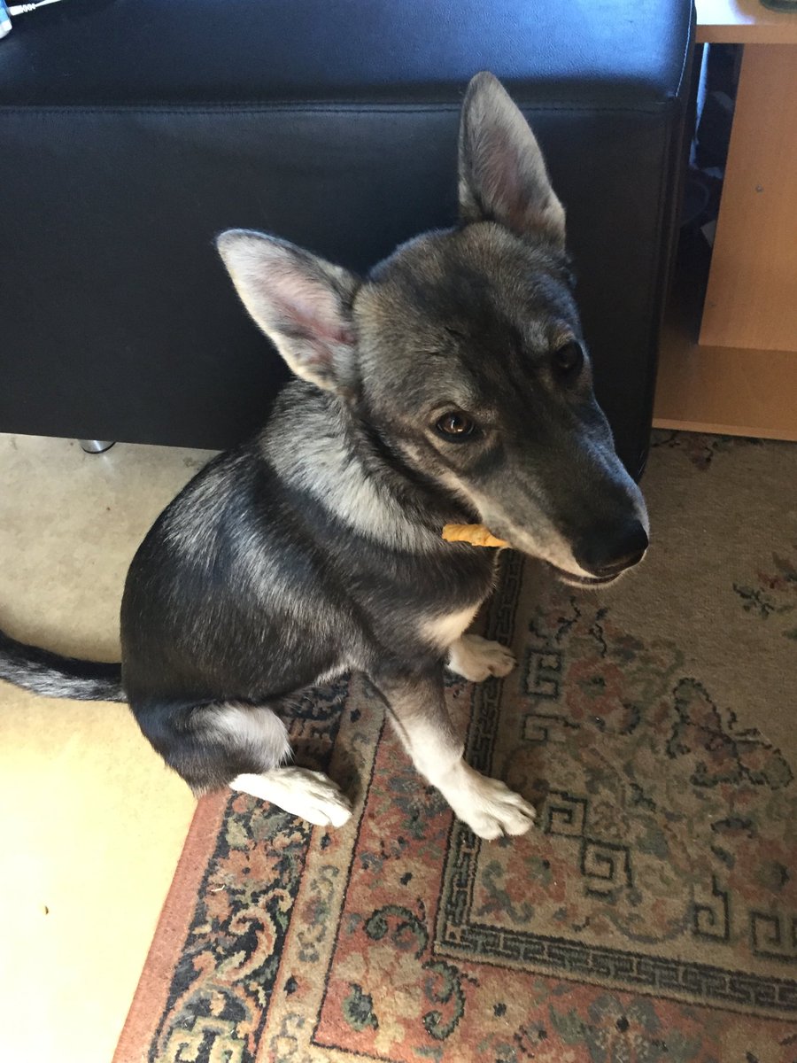 hxa58's tweet photo. @Berti_and_Ernie #ron #puppylove #puppy #cuties #dogs #ilovenature #winterdogs #fastrunnerdogs #pullingdogs #headtilt #wolflike #ilovewolfs #lovedog https://t.co/XkWjFqS7iy