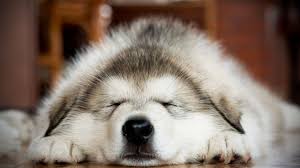Cutestpupss's tweet photo. Nothing cuter than a sleeping puppy! https://t.co/85x0255WoY