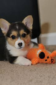 Cutestpupss's tweet photo. Don't touch my toy! https://t.co/fs9cfuqEi3