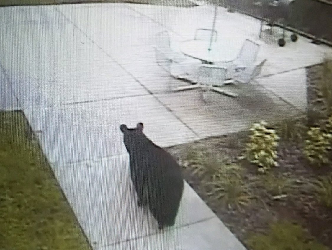 UCFPolice's tweet photo. #UCFAlert: UCFPD has received a report of a bear sighting on campus near Knights Plaza.

More info: https://t.co/XnMLEUogjL https://t.co/8NpTZT4eNS