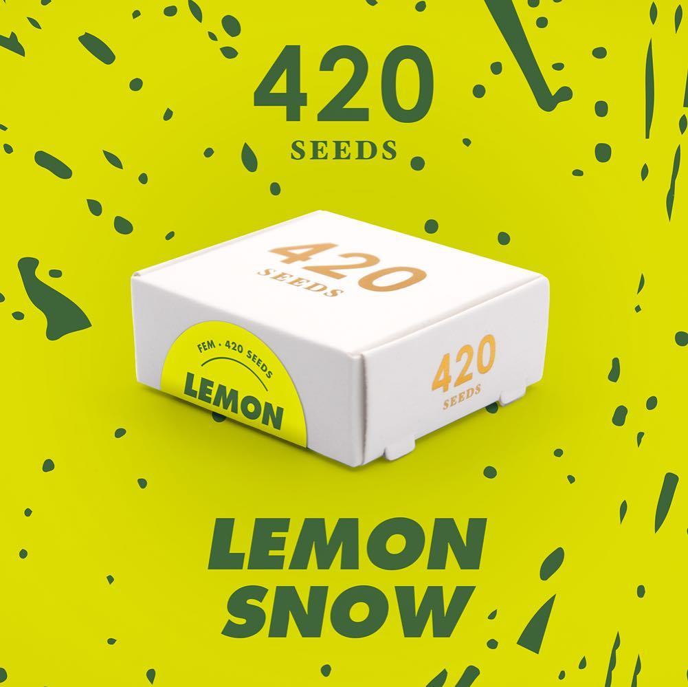 420storecl's tweet photo. #LemonSnow @420seeds es un híbrido sólido y productor, resultado del cruce entre alien skunk y girl scout cookies … https://t.co/20nj3nbQPa https://t.co/mLUFSccPxi