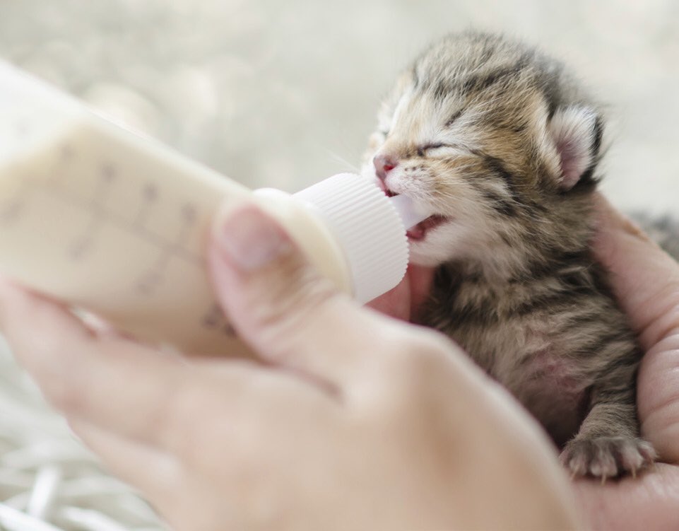 Help save the lives of newborn kittens! Attend #KittenCuddler training every Sunday starting 10/15 at 12PM 🐱❤️ #Miami