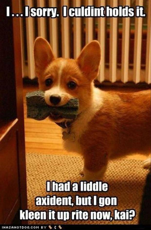 GordonFetcher's tweet photo. #corgipuppy #helpfulAF #corgi #accidentshappen #puppy #cute #chores https://t.co/PlAsusGESt