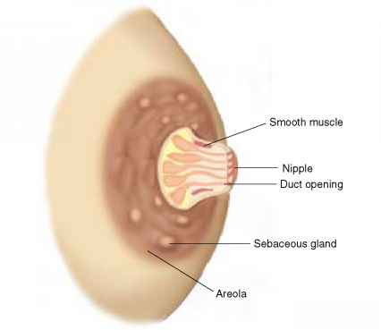 Potential Medical Issues Related to Big Areolas