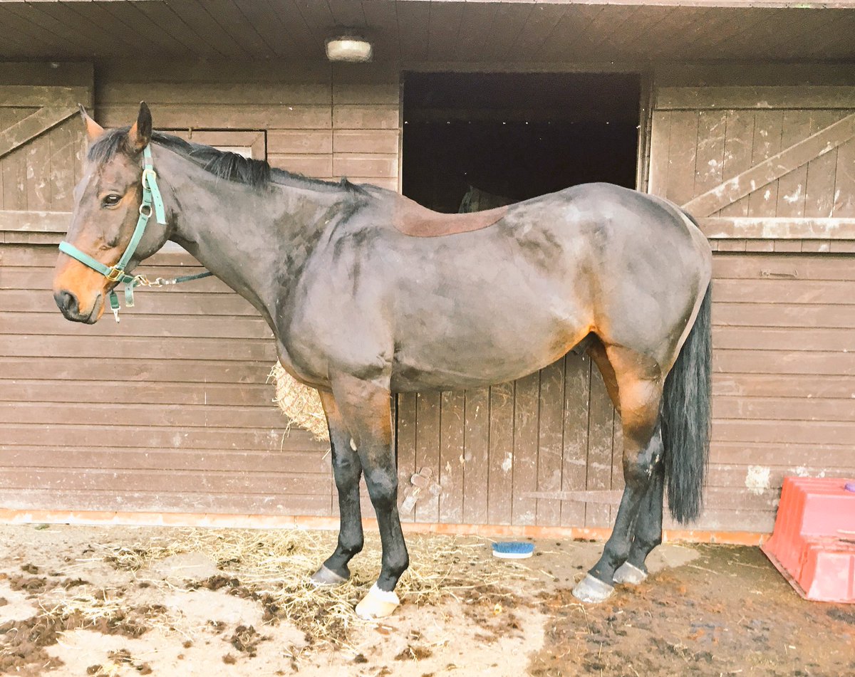 Miss_England88's tweet photo. That's the #exracehorse all clipped out for OH ready for the #drift tomorrow! ๐#commoninglife #realnewforest #colthunting https://t.co/YK7q4obDeZ