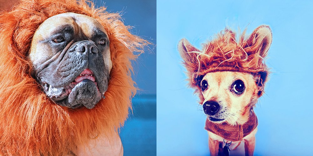 AltaMagParkApts's tweet photo. Who wore it best?? Submit #PetCostumes Contest photos by Fri. 10/13! #ResidentContests #ResidentEvents #WRSlovesPETS https://t.co/TvKazHrMKO https://t.co/eYskdJIwOs