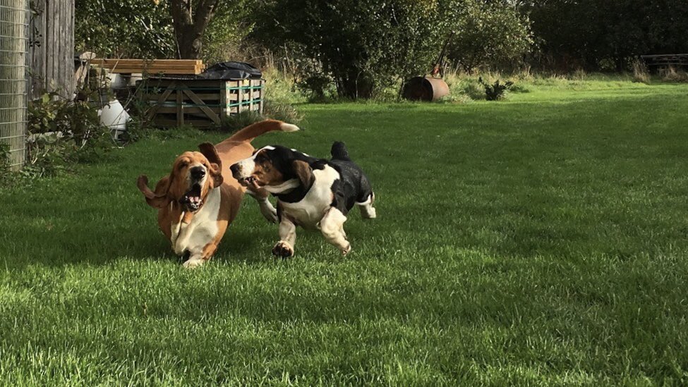 daisyalicebaset's tweet photo. Run Daisy, run! #daisy #abby #basset #bassethound #vacation #Countryside https://t.co/XHOdL3K5o0