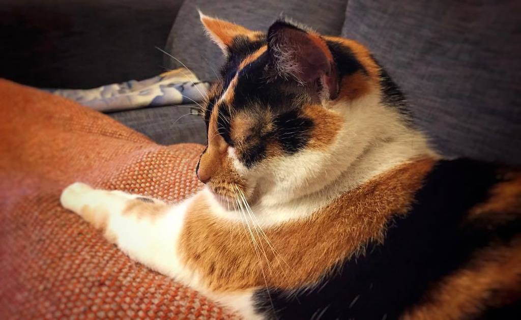 fsanderson240's tweet photo. Feeling a little under the weather. Binx is keeping me company #lapcat #doctorbinx #binxthecat #halfandhalffacedcat #undertheweather #sofah… https://t.co/beT1VdGAaZ