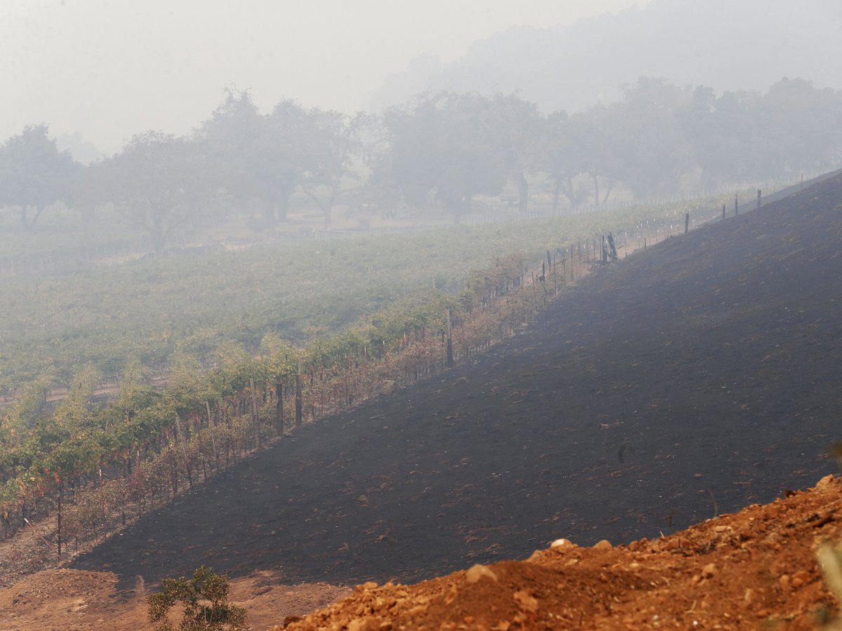 foodandwine's tweet photo. How California's wildfires are affecting the wine market: https://t.co/MY9HewJ5P4 https://t.co/XQzqidiud4
