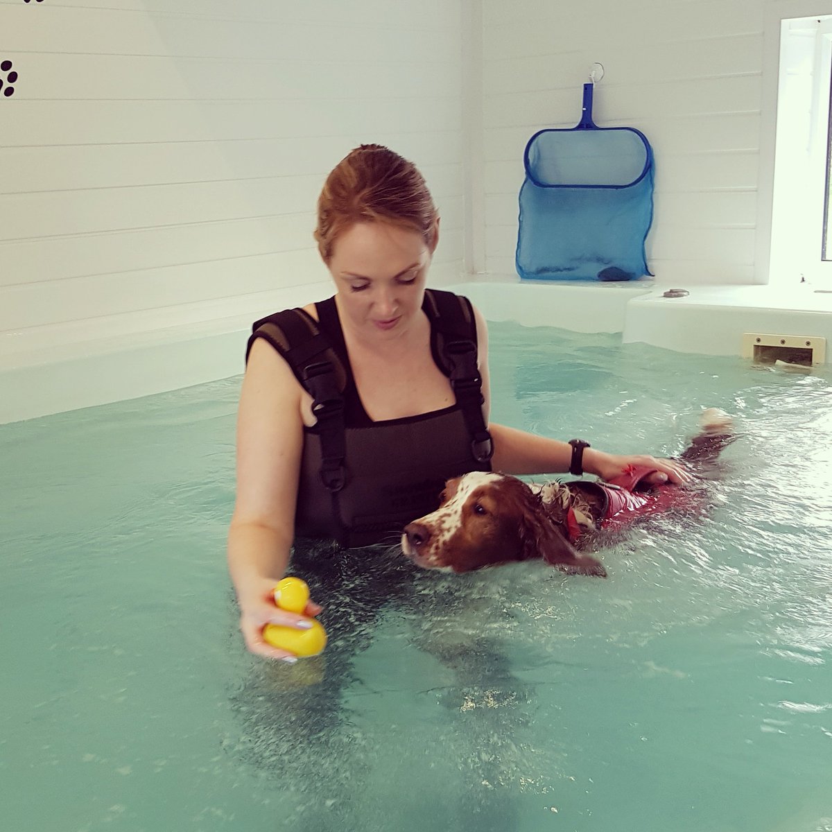 It's so important to have a qualified therapist working with a clinically reasoned treatment plan for your #dog. #BuyBritishDay #supervet