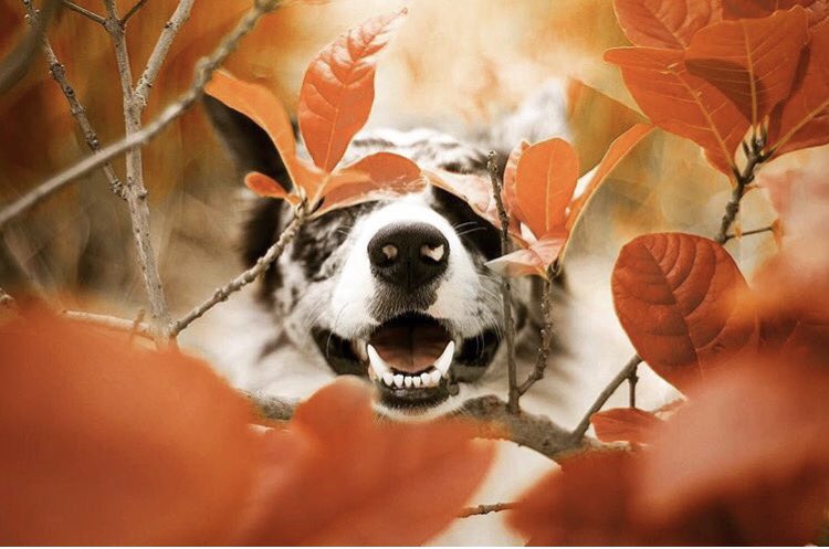 Crunching, crinkling Autumn leaves. Spiraling, swirling in breeze. I sure do love Autumn 🍁🍂🍃  instagram.com/p/BaI44KZFD2M/ PC: endeavorsofego
