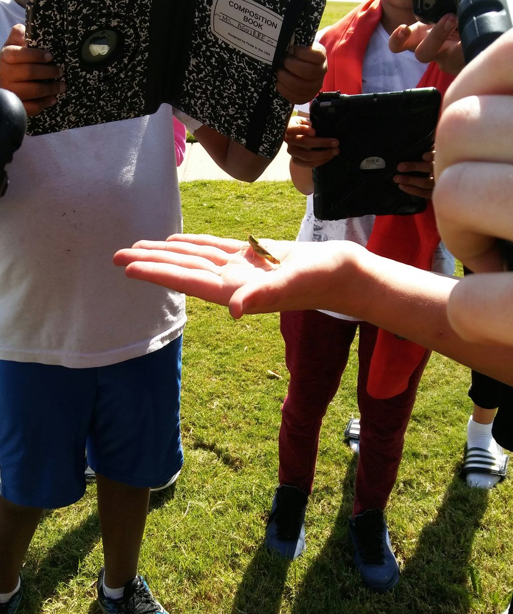 Nature Walk around our school! What is alive? #villagenorth