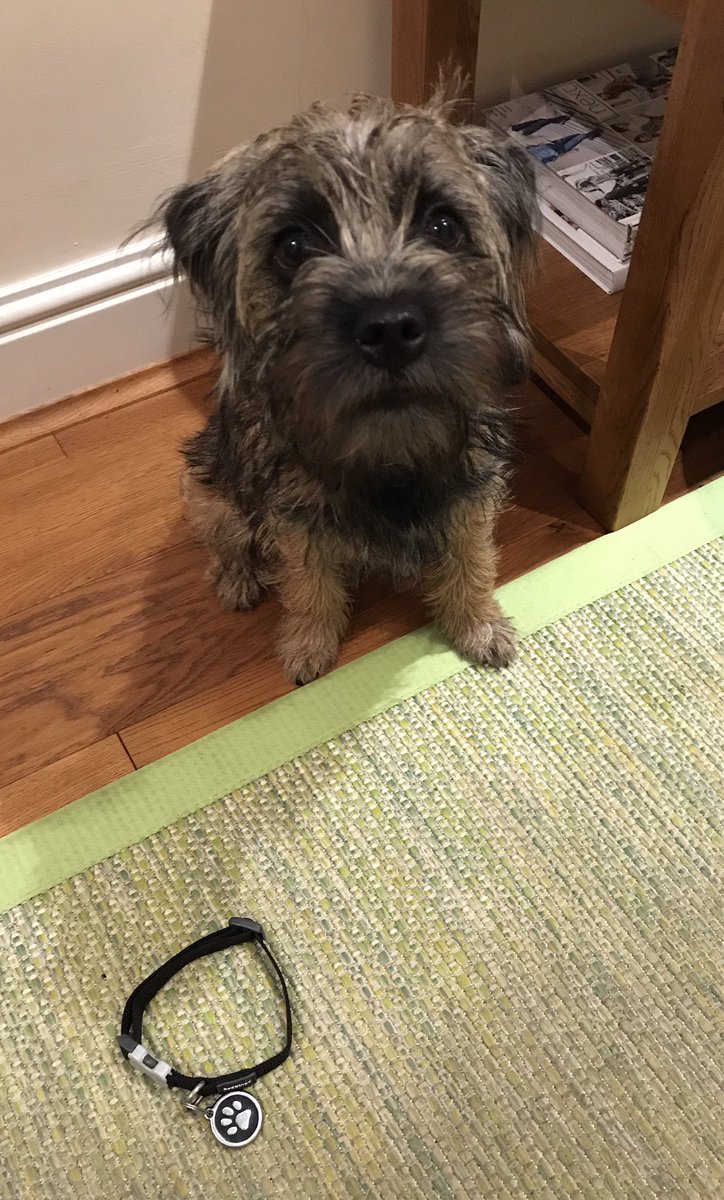 Heidi_BTerrier's tweet photo. So heartbreaking to see the story of Rocco the BT pup ๐ข๐พ #CollarsOffForRocco https://t.co/jV7AKU7Yn7