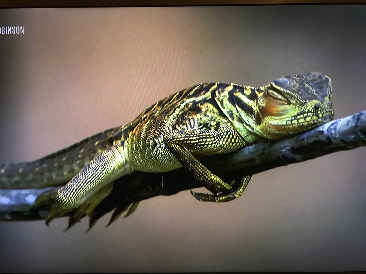 lieveheersbees's tweet photo. Hiervoor zet ik m even op pauze.  Heerlijk beeld. #ExpeditieRobinson https://t.co/F1Z6i7mzva