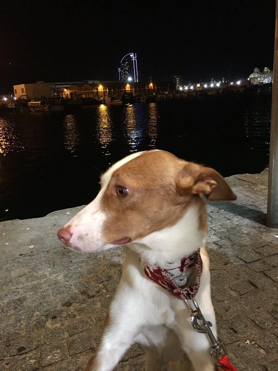 JesusMalaga's tweet photo. Que gratificante adoptar un perro abandonado y maltratado y ver como progresa y va perdiendo todos sus miedos cada día 😊 🐶 https://t.co/u8flplfQuX