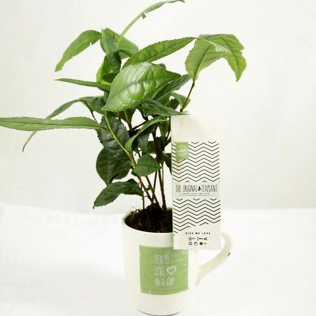 Leuk om te geven als cadeau, èn om te krijgen! Nu verkrijgbaar in onze webshop van #Teabyme #GroeneParadijs #Onlineplantenbestellen