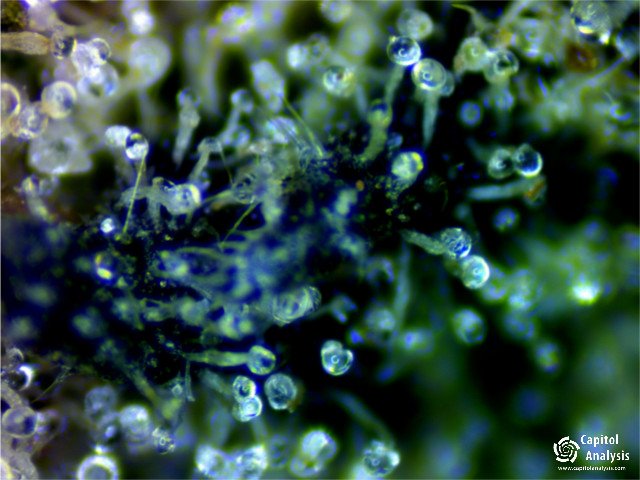 capitolanalysis's tweet photo. #bluedreamllc #weddingcake #sunsetsherbert #weddingcake #capitolanalysis #cannabisindustry #cannabis #marijuana #weed https://t.co/QPy21D9pgz