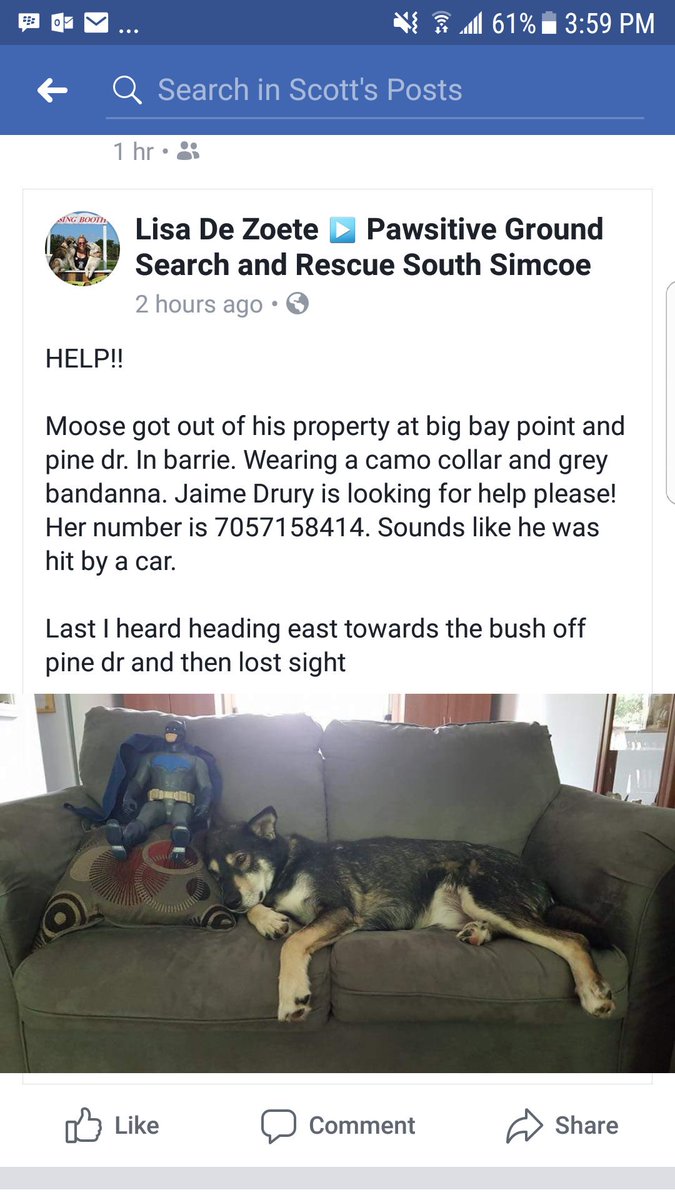 mviktil's tweet image. this is now!!! Big bay point peeps keep a lookout.  He could be injured.