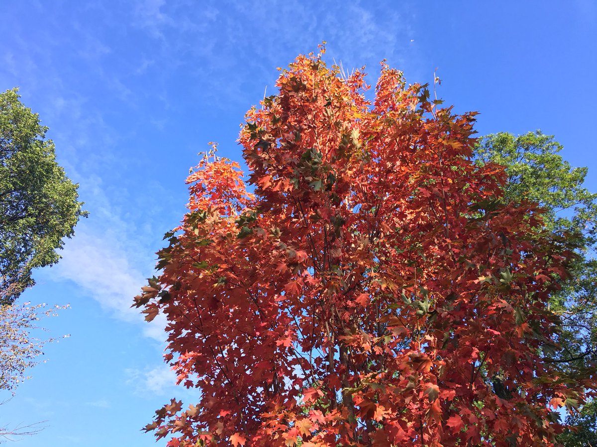 CentralParkNYC's tweet photo. Today on the Great Hill. (#NoFilter!) 🍁🍃🍂 https://t.co/7tX5vtSkLK
