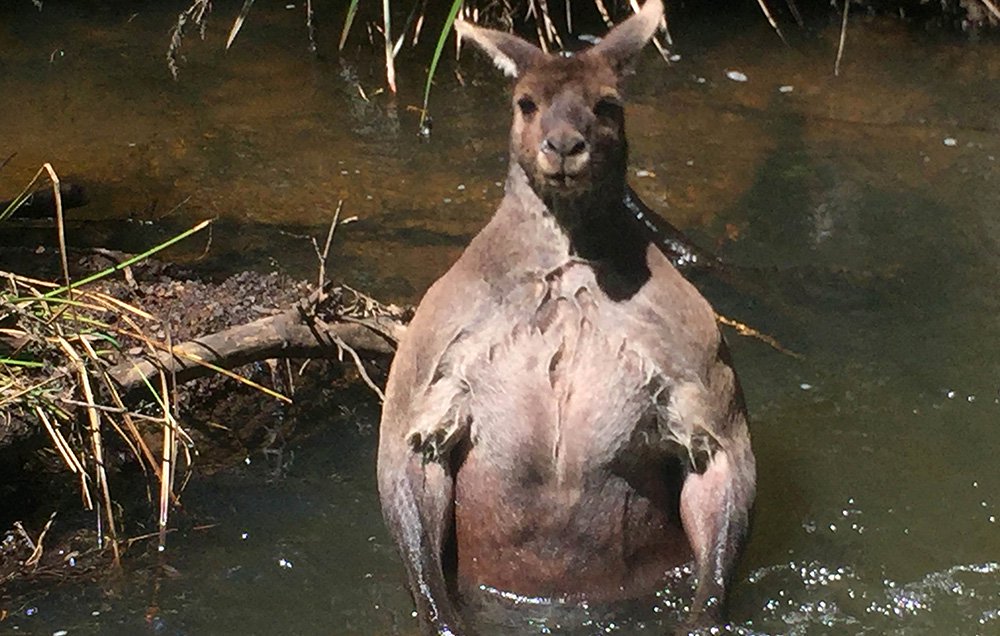 MensHealthMag's tweet image. We can't stop looking at this jacked kangaroo: spr.ly/60188APMy