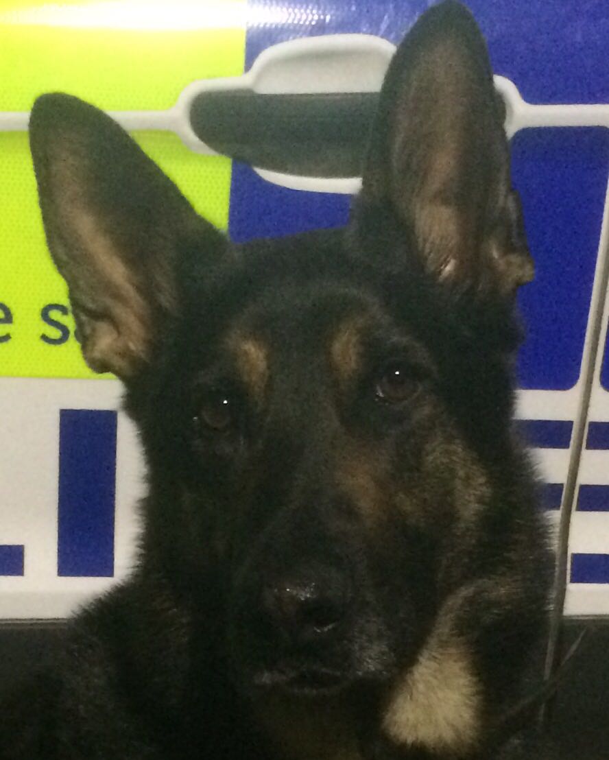 PSOSDogs's tweet photo. PD Indie reminding you to lock all your doors before bed. Don't make it easy for housebreakers! #sneakinthefts #protectingserving #PDIndie https://t.co/Y6TlqcrIG4