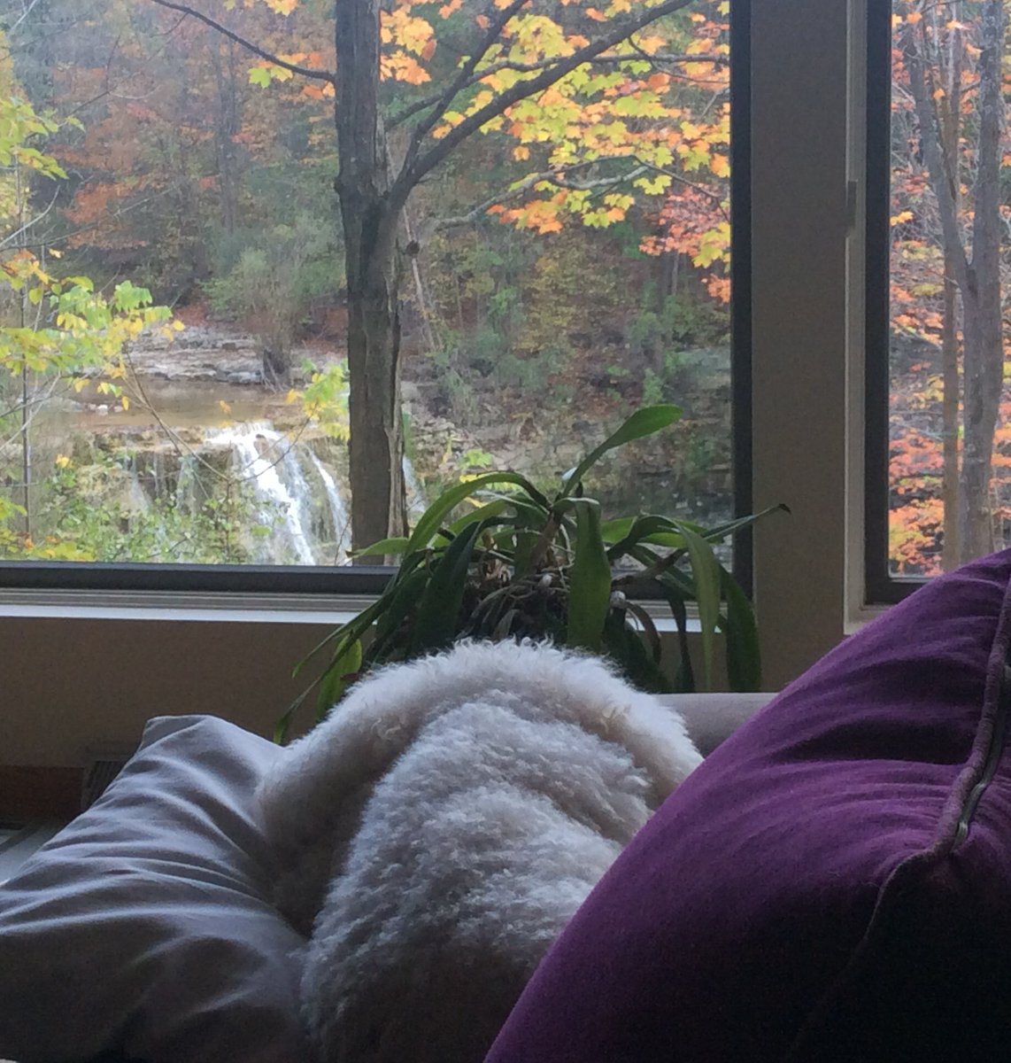 just caught this pup curled in her human Pop's favorite spot. he's not doing well. she seems to know.