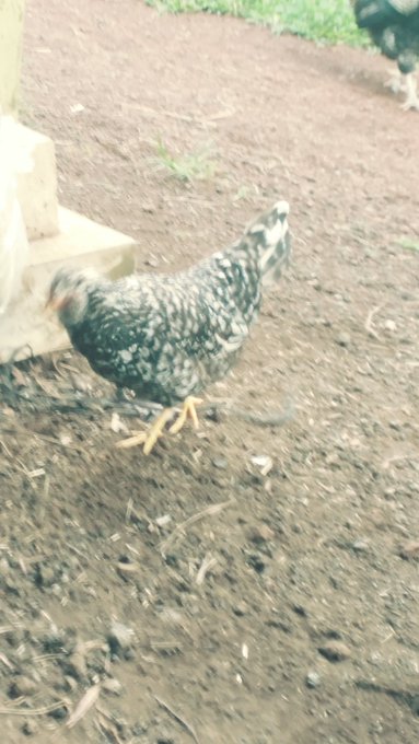 So I need a hobby so I started bird watching lolol. I'm starting with every kinda Hawaiian chickens <a href="/tag/wildlife"class="tags"><span>#wildlife</span></a>