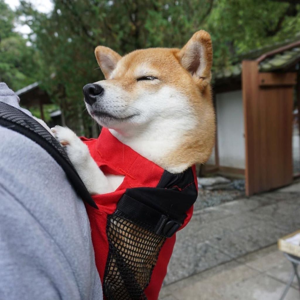 k9 sport sack shiba inu