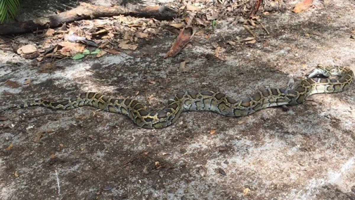 12-foot python hiding in Irma debris shocks Coconut Grove residents bit.ly/2z30MlH?utm_me… https://t.co/pCeih5JAZ2