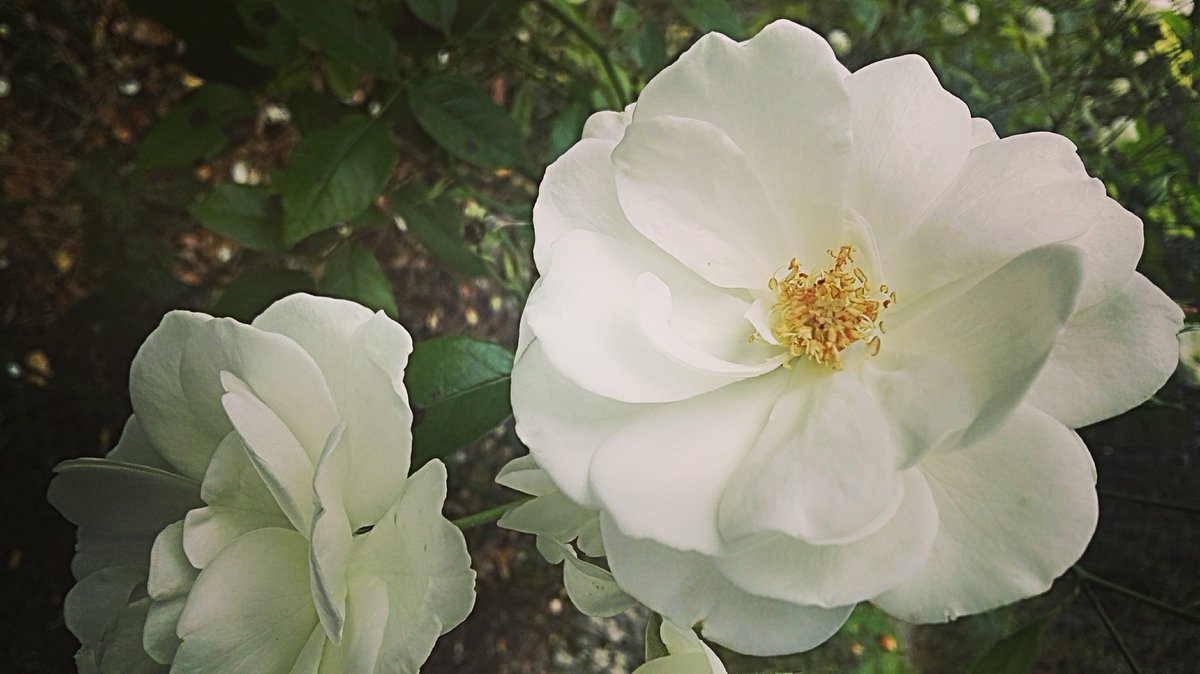 Wer mit Schlangen lästert und mit Hyänen schreit - wird nie verstehen warum der Löwe schweigt.