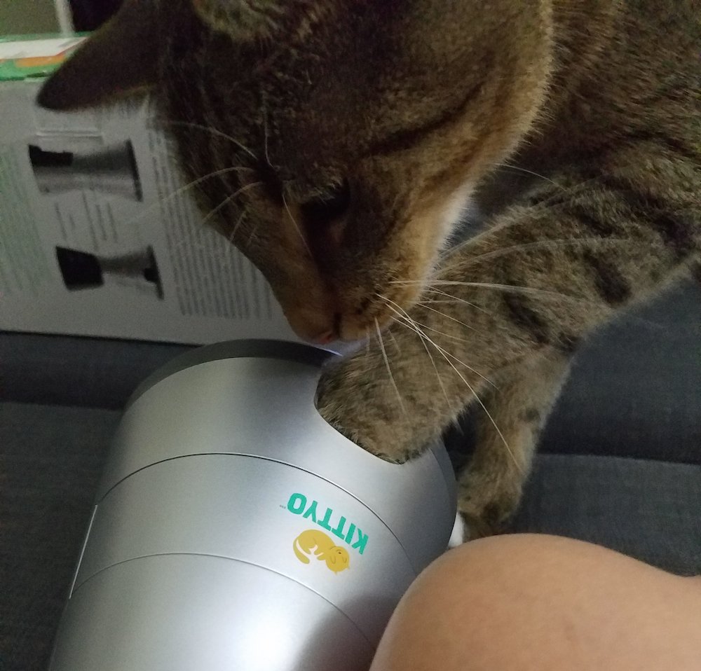 LoveMyKittyo's tweet photo. "Is this treat dispenser on yet?" Thomas, helping set up his #Kittyo—thanks Patty @thatcatblog for the pic! #Caturday https://t.co/2NuattPHwo