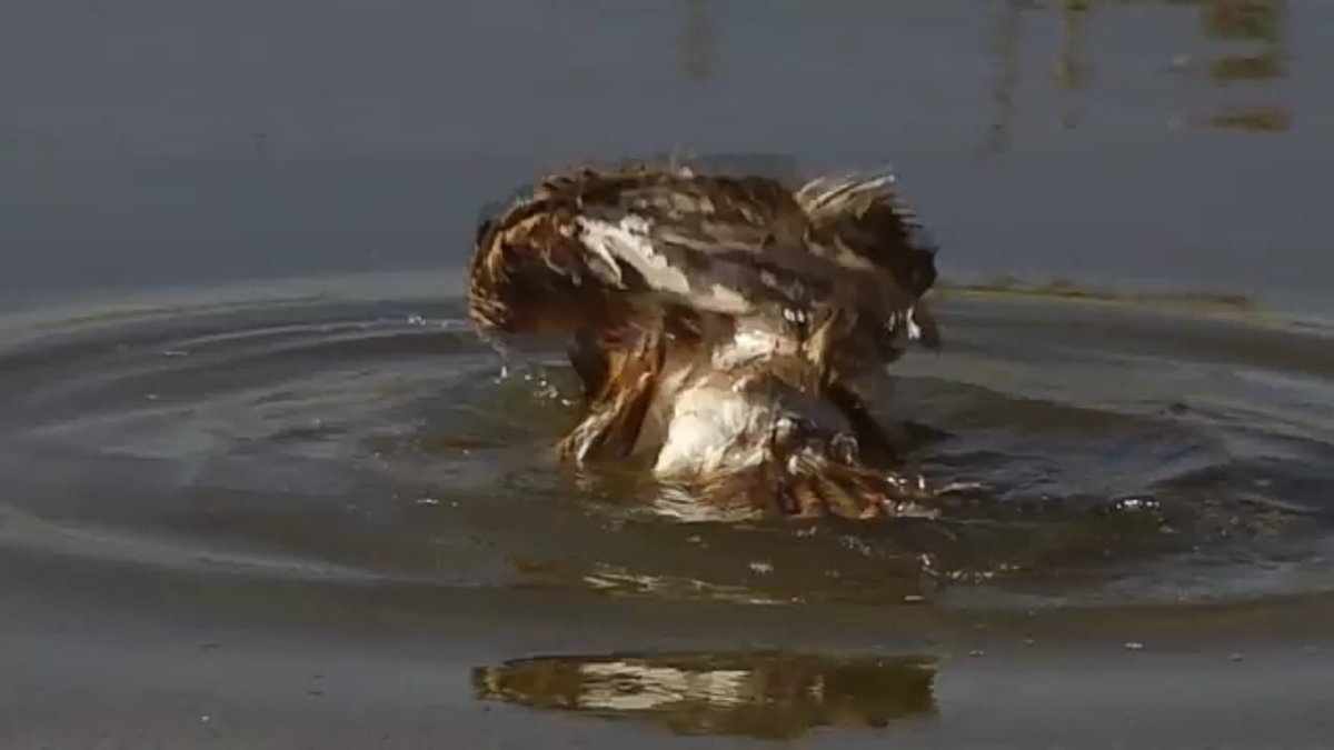 AF_UnidadVerde's tweet photo. Último vídeo del compañero Toño Ibáñez. Preciosas imágenes d #MilanoReal bañándose en balsa del muladar d #Peñaflor https://t.co/G476Hkteu4 https://t.co/SqdfYBdmtC