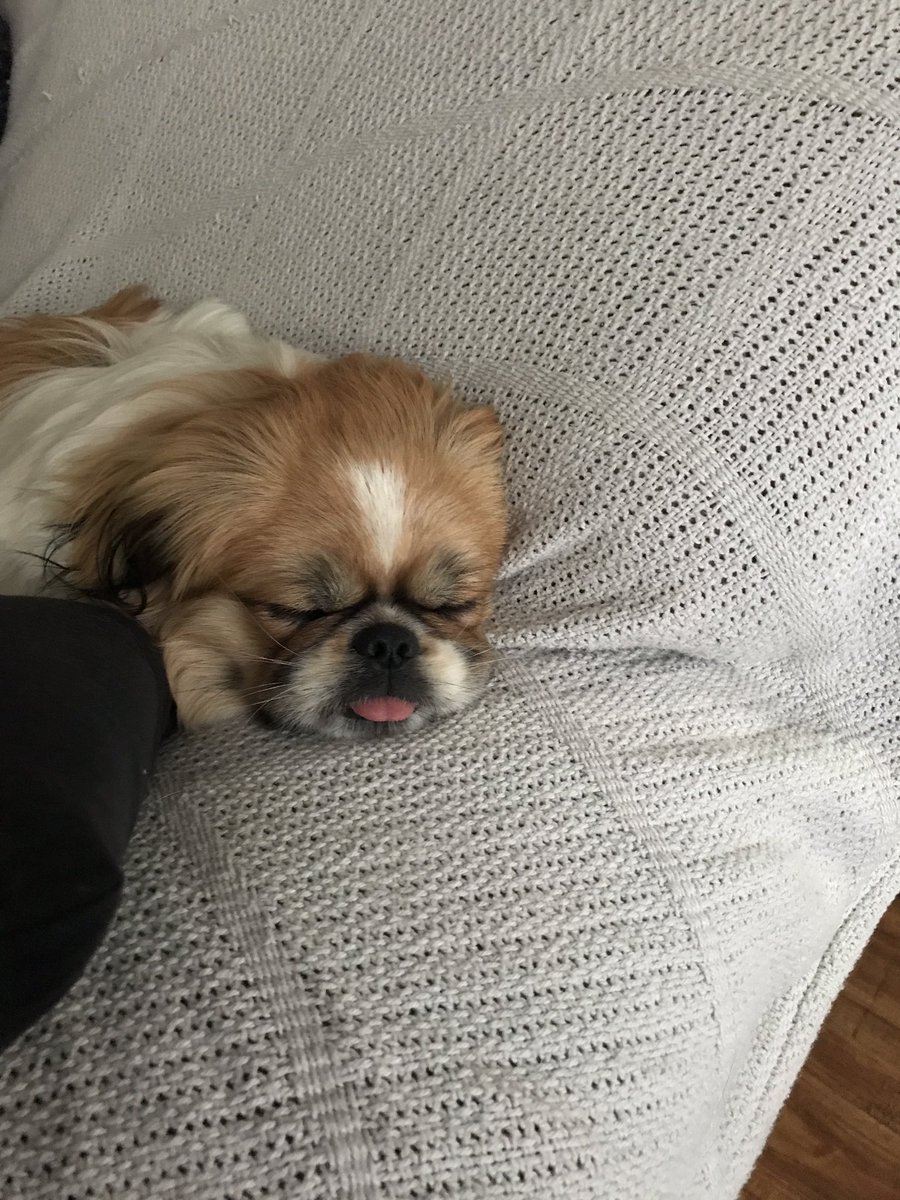 LindaKietz's tweet image. #blepping