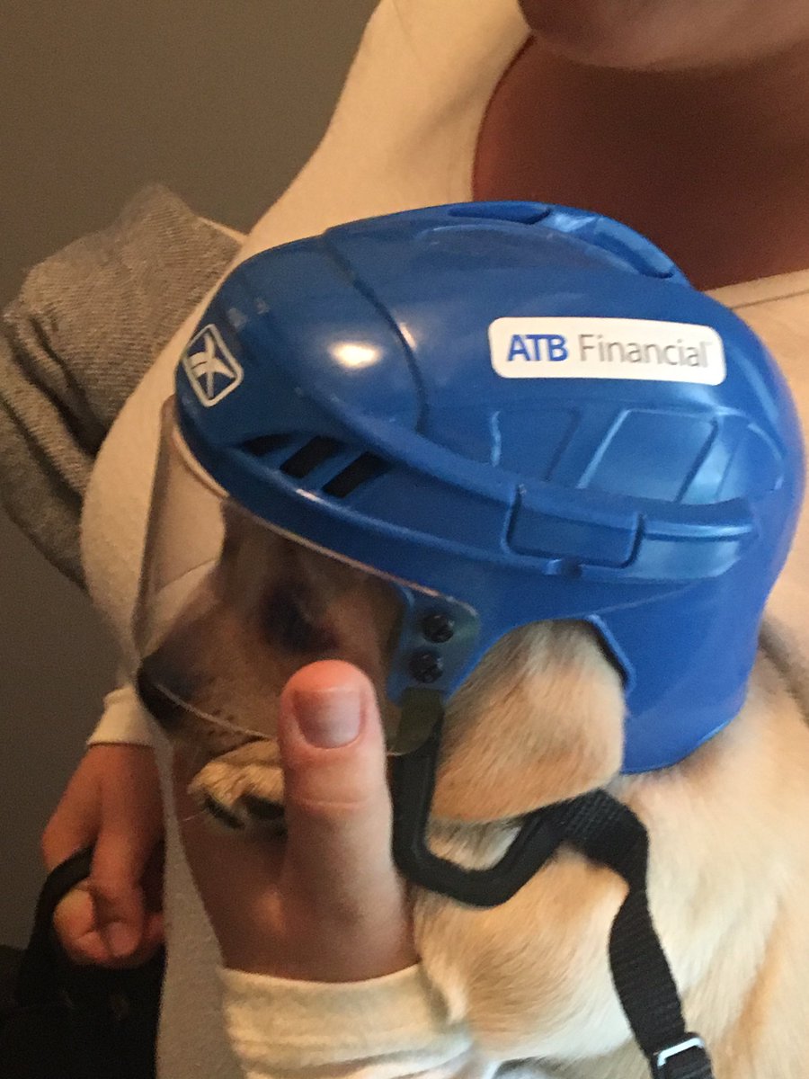 Hockey season must be just around the corner! <a href="/atbfinancial/">atbfinancial</a> #safetyfirst #NewPup