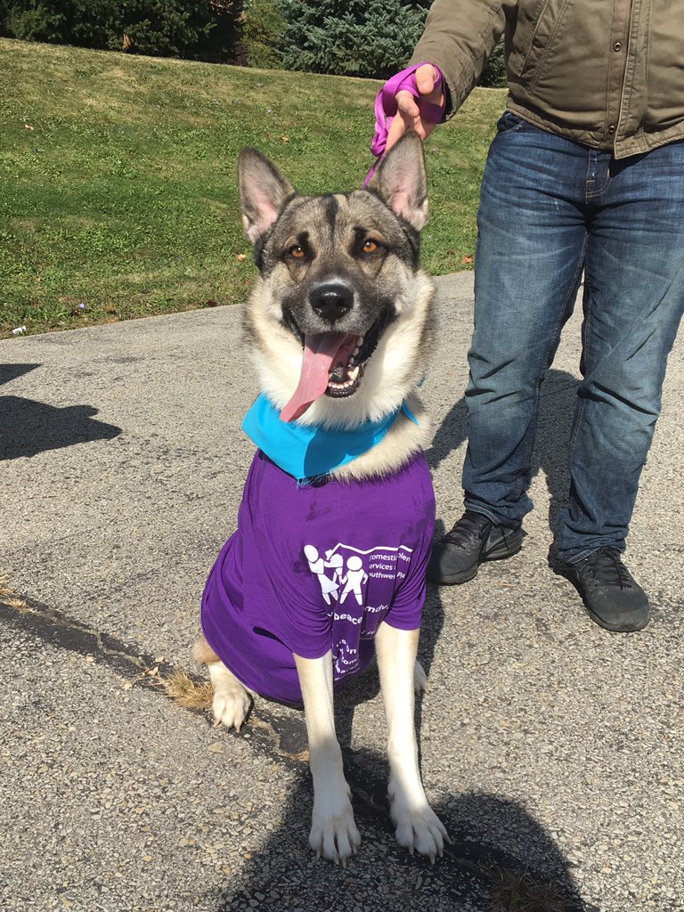 peacefromdv's tweet photo. Even our 4-legged friends said #NoMore to #DomesticViolence as part of the PAWS for DV Campaign! 🐾 #DVAM2017 #ASPCA #AnimalAbuse https://t.co/PgmF86Af7c