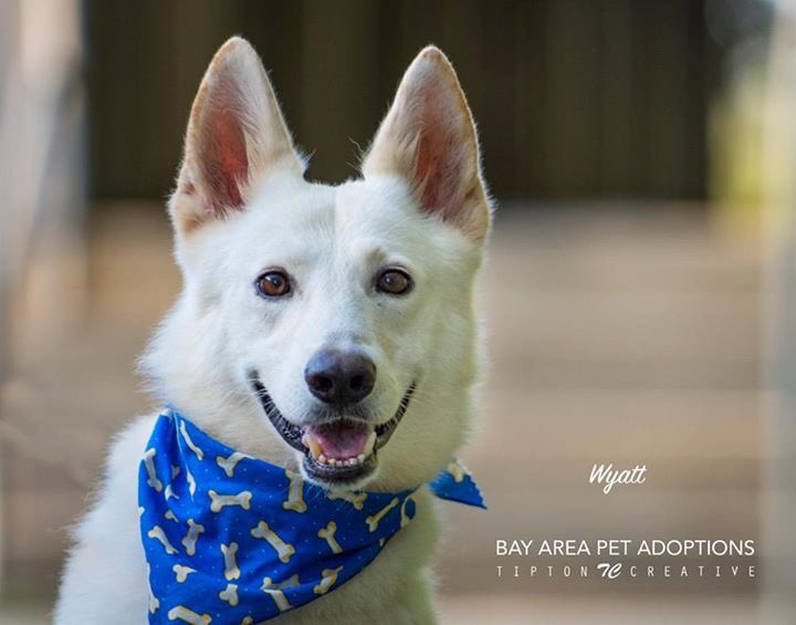 Rhonda_Tipton's tweet photo. Bay Area Pet Adoptions - San Leon TX 281.339.2086 - Wyatt #adoptdontshop #shelterphotography #sanleontx => https://t.co/DyoEyQp7JC https://t.co/6w6GsYAdSW