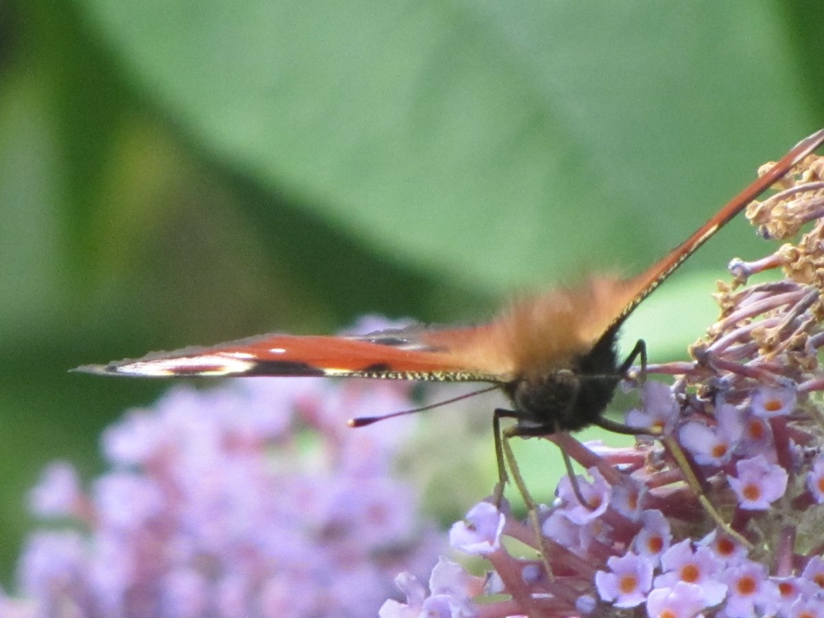 RevesdeMarins's tweet photo. 75e billet du blog - Papillon de Mer #checktheblog #NewPost #Sundayread #Butterflies #Autumn #ForTheMany #42 https://t.co/apFTXf3q6q https://t.co/3084DauVWr