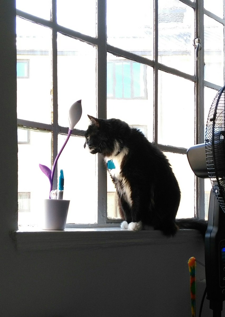 PaganPuppycat's tweet photo. “‘What in this #world truly makes living worthwhile?’ #Death thought about it. #CATS, he said eventually.”—#TerryPratchett

hapi #caturday 😼 https://t.co/bIH30HwGv9