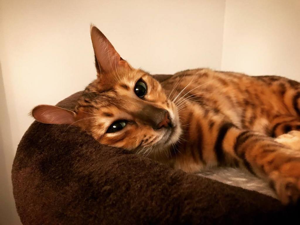 MiesZko's tweet photo. How can you say no to that face? #daimon #savannah #cat #catsofinstagram #risingsavannah #cuddlemode #countrylivin… https://t.co/TlR1kNryCA https://t.co/TLe0IJWpCl