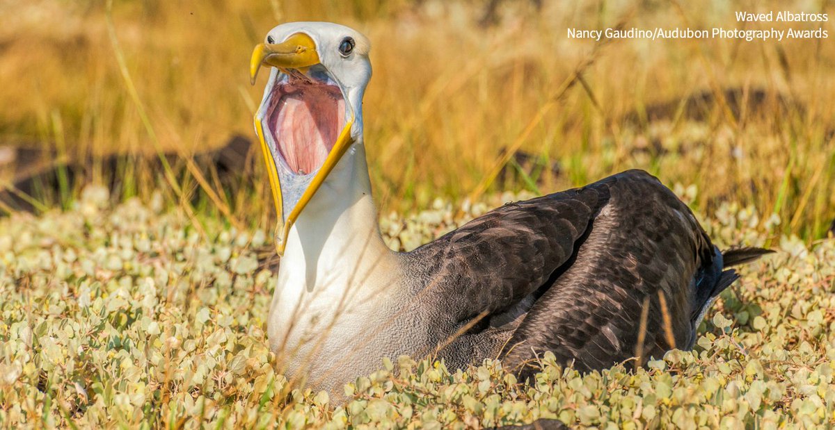 audubonsociety's tweet photo. Have you seen these in-your-face bird photos from this year's Audubon Photography Awards? https://t.co/eLFM8vM33Y https://t.co/8Fgg6CThna