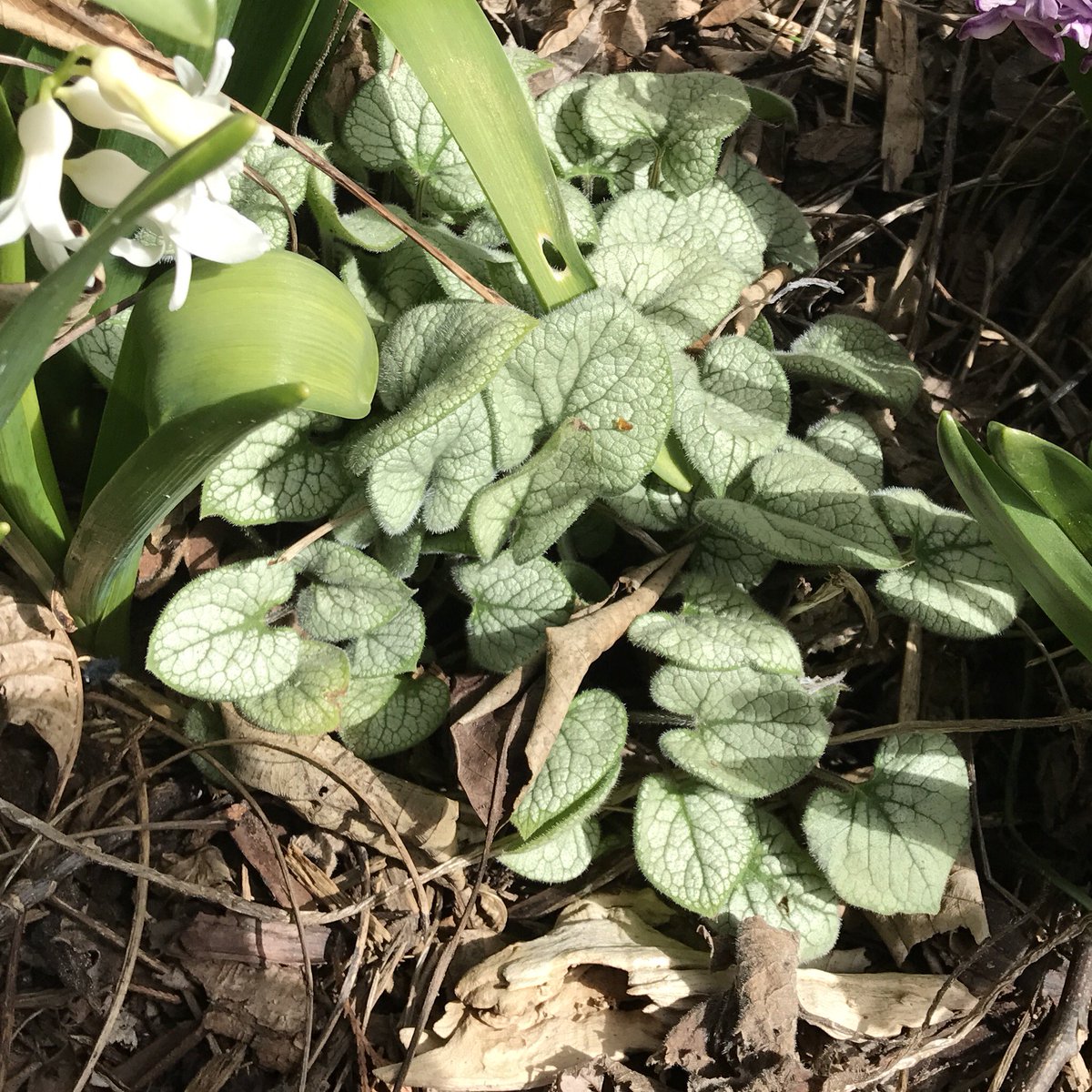 WriterKMWade's tweet photo. #ChineseForgetMeNot produces lovely blue flowers in shady spots but it's stunning even before blooming due to silvery foliage #ShadePlant https://t.co/sIt0KA03xI