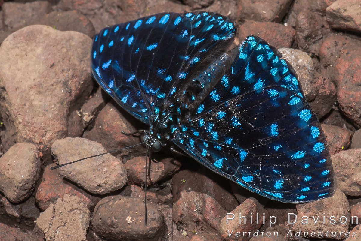 VeridionTours's tweet photo. Starry Night Cracker, (Hamadryas laodamia).  Once seen, never forgotten.  In the rainforests of Costa Rica.
#Butterflies #VeridionAdventures https://t.co/fmL58MPU21