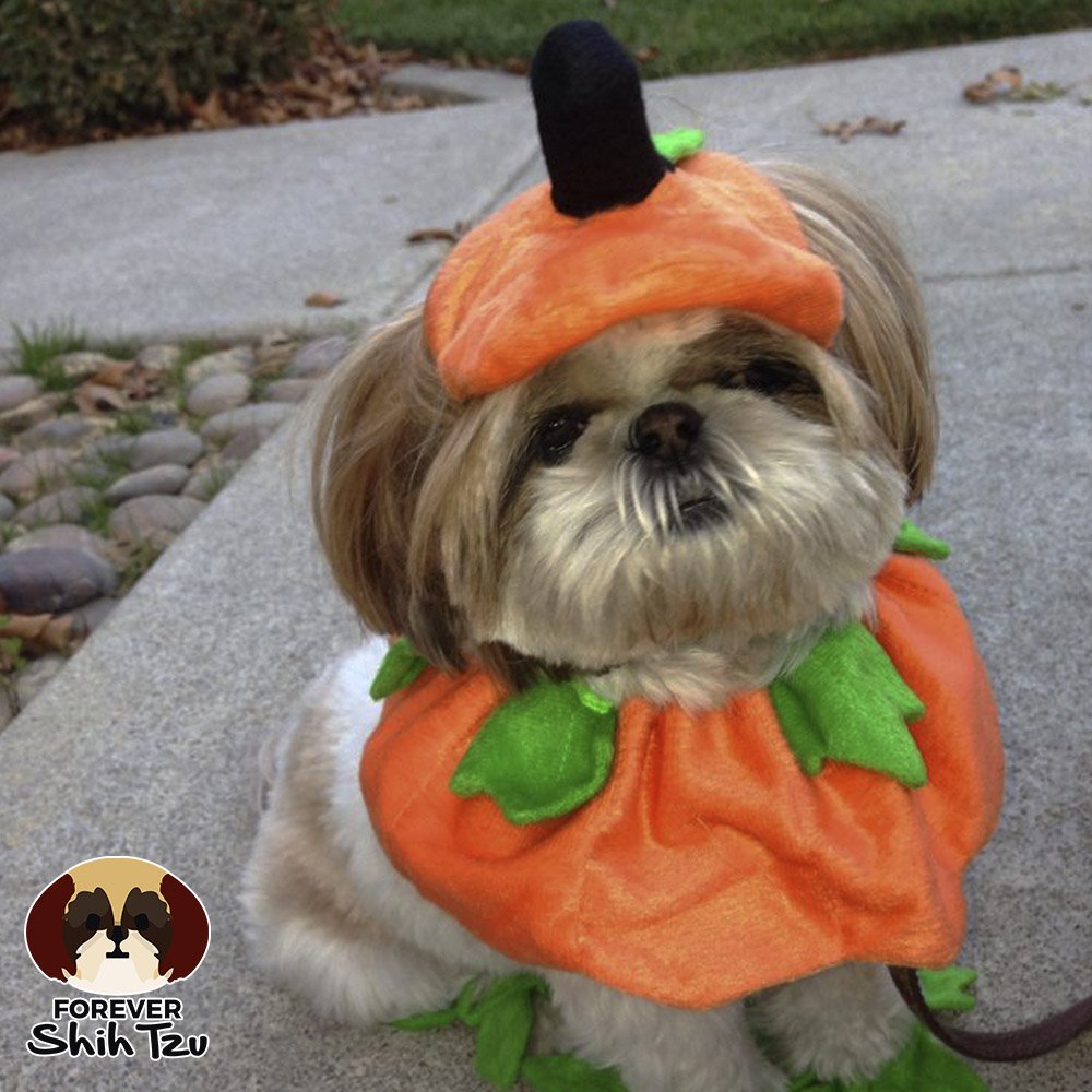 ForeverShihtzu's tweet photo. Getting ready for Halloween. I’m a Pumpkin!! 🐶🎃
#Halloween #DogCostume #ShihTzu https://t.co/C0ihvmKapF