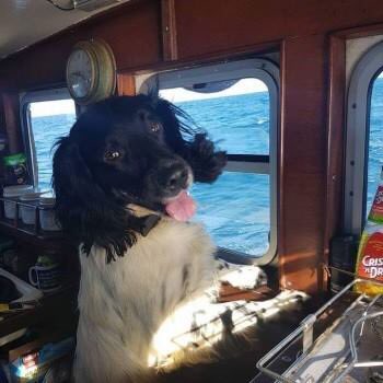 rosiedoc666's tweet photo. DONNIE male #😢ESS #missing #Plymouth fishing boat capsized where did he go #4mile @sea #PL1 #PenleePoint 1mile https://t.co/hPPEt4zxSA https://t.co/VVav3SHmLW