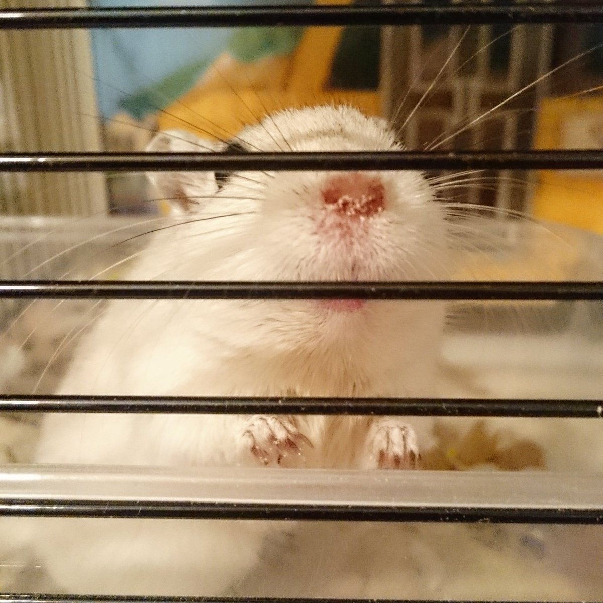 FunPetHomes's tweet photo. Hello sandy nose! I see you've been digging in your sand bath again! Thank you for sand the desk decoration! Lol! #gerbils #funpethomes https://t.co/bdDlpQ4PX1